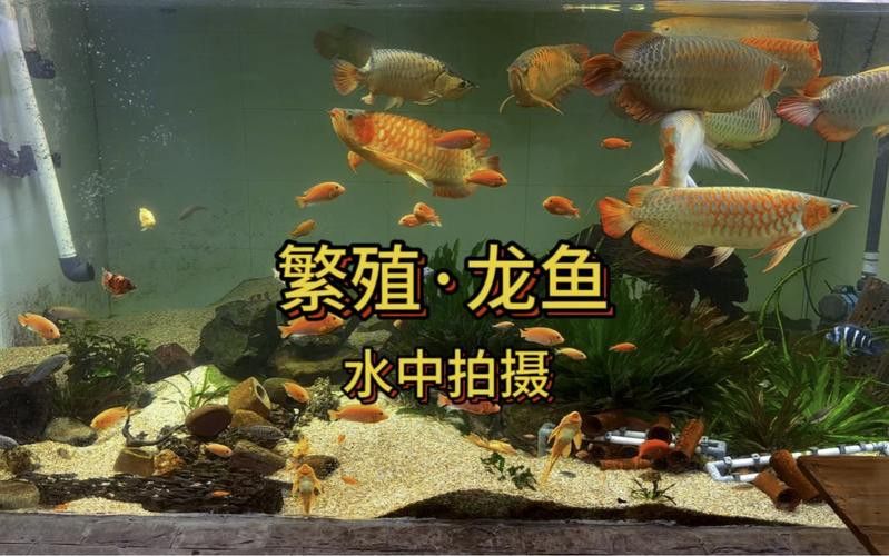 漳州龍魚繁殖方法圖片大全