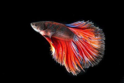 金龍魚養多久才繁殖：關于金龍魚繁殖周期的詳細信息