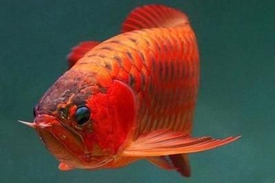 紅龍魚(yú)繁殖期水溫控制方法：紅龍魚(yú)繁殖期水溫控制方法紅龍魚(yú)繁殖期水質(zhì)管理技巧