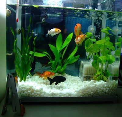 紅龍魚(yú)繁殖期水溫控制方法：紅龍魚(yú)繁殖期水溫控制方法紅龍魚(yú)繁殖期水質(zhì)管理技巧
