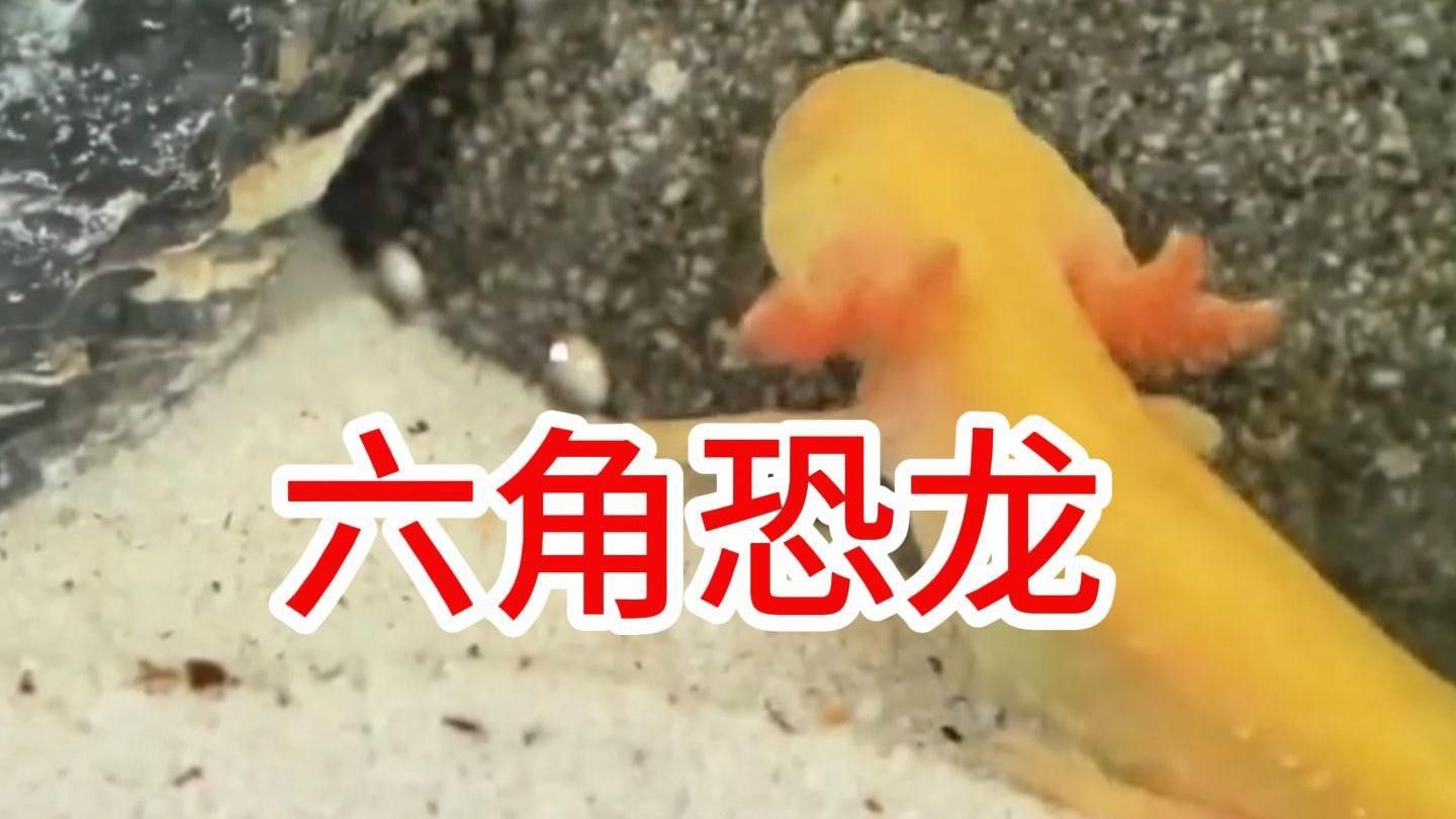 如何預防恐龍魚生病？