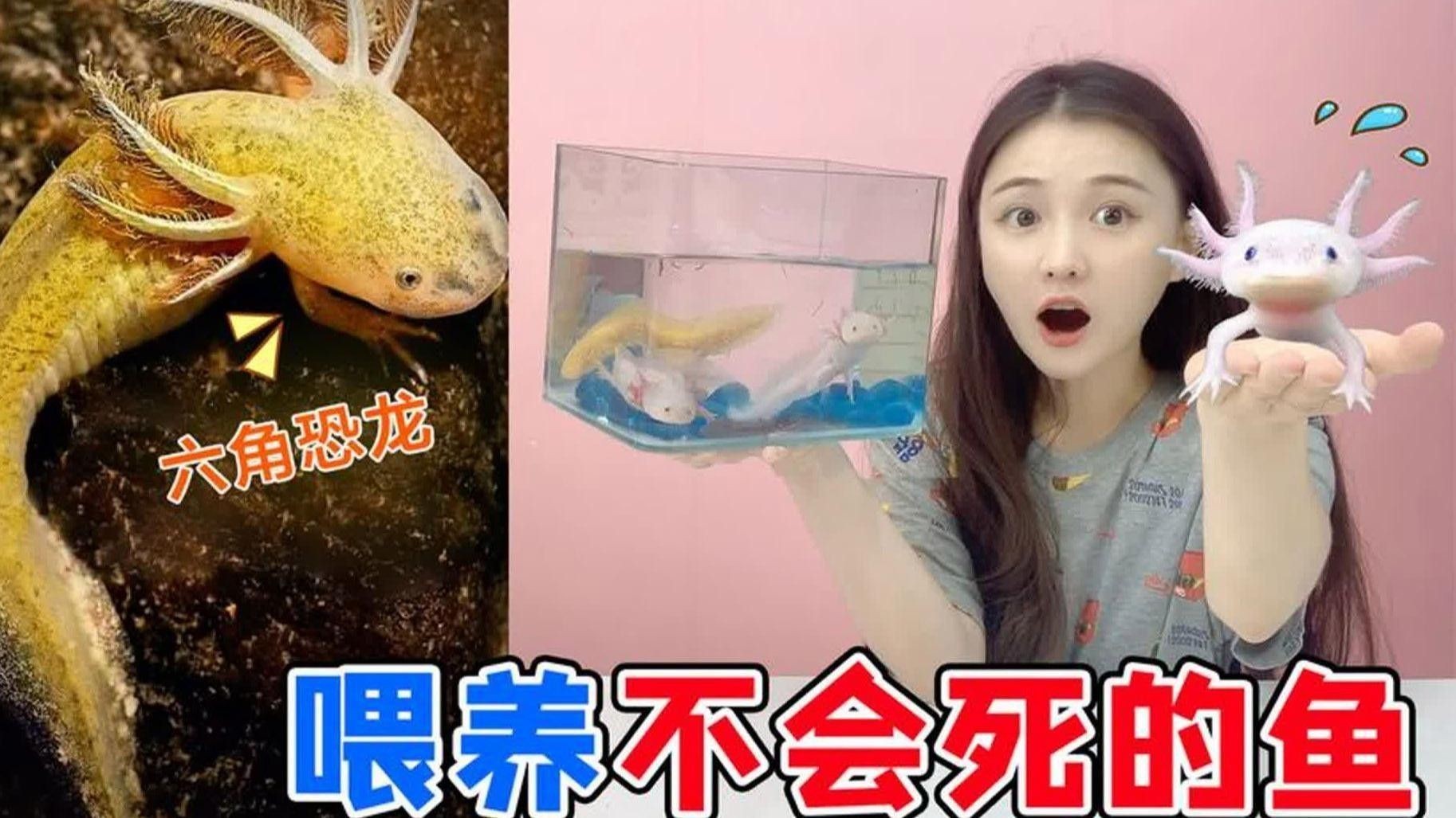 如何預防恐龍魚生病？