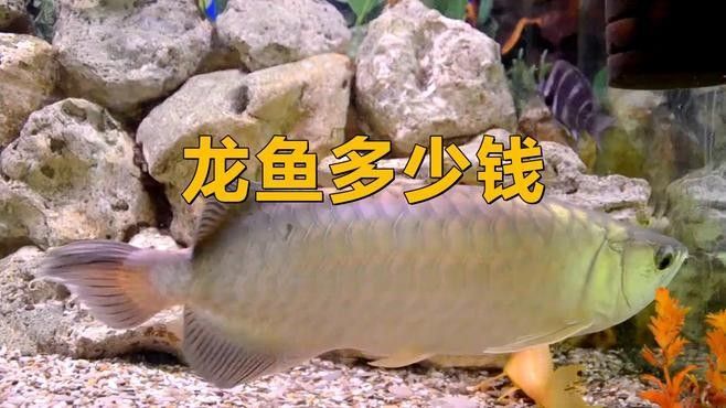 龍魚價格波動最大的是哪個品種？