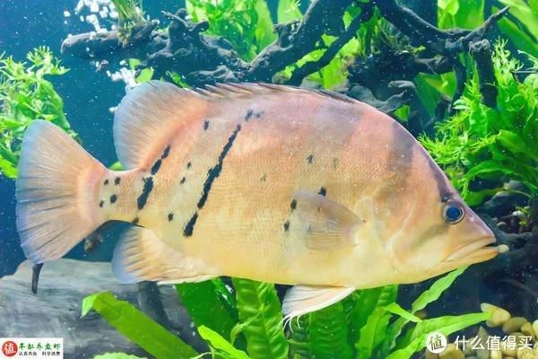 養龍魚的水質可以養虎魚嗎：養龍魚的水質可以用來養虎魚嗎？