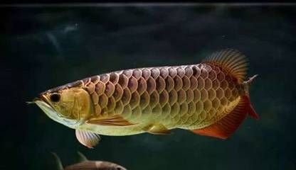 龍魚的特點是什么和什么：龍魚的外觀特征非常獨特，這也是它們成為受歡迎觀賞魚的原因