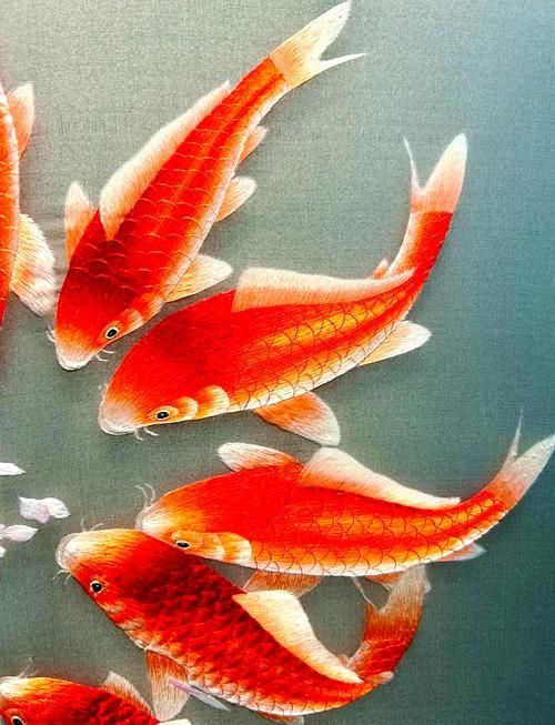風水魚圖片大全大圖