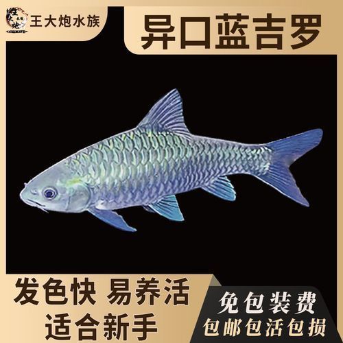 風水魚圖片大全大圖