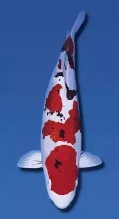 風水魚圖片大全大圖