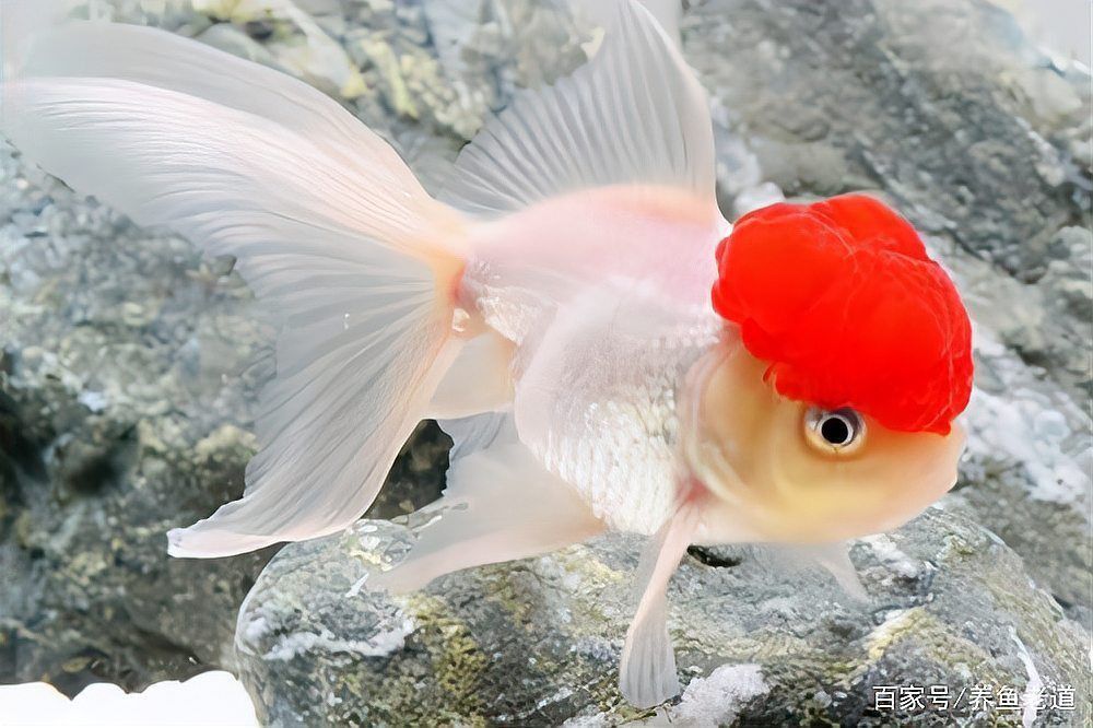 風水魚圖片大全大圖