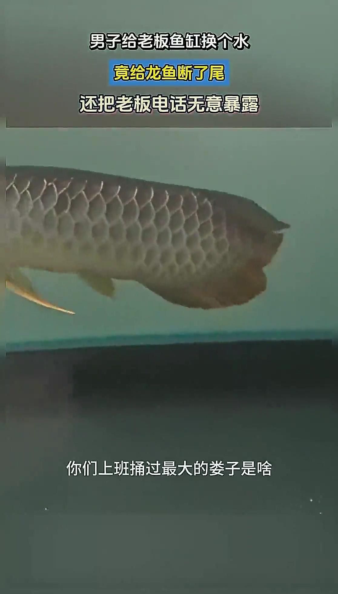 如何預防龍魚嘴巴細菌感染？