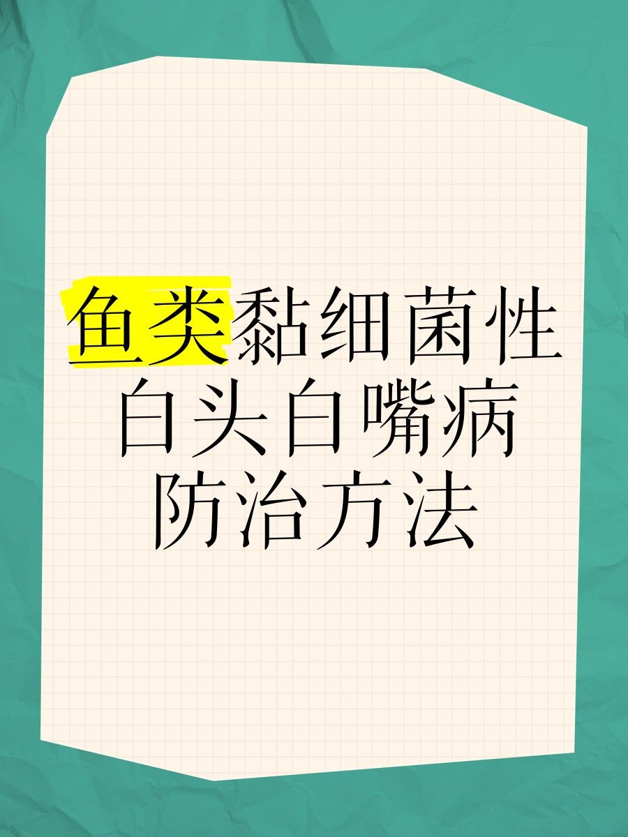 如何預防龍魚嘴巴細菌感染？