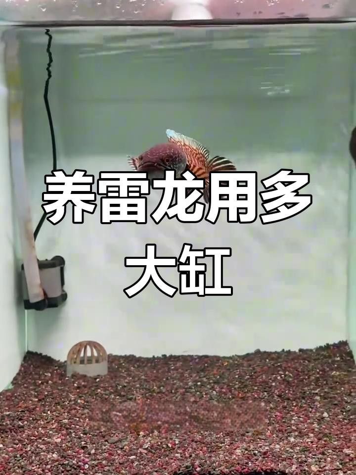 雷龍魚混養需要多大的魚缸？
