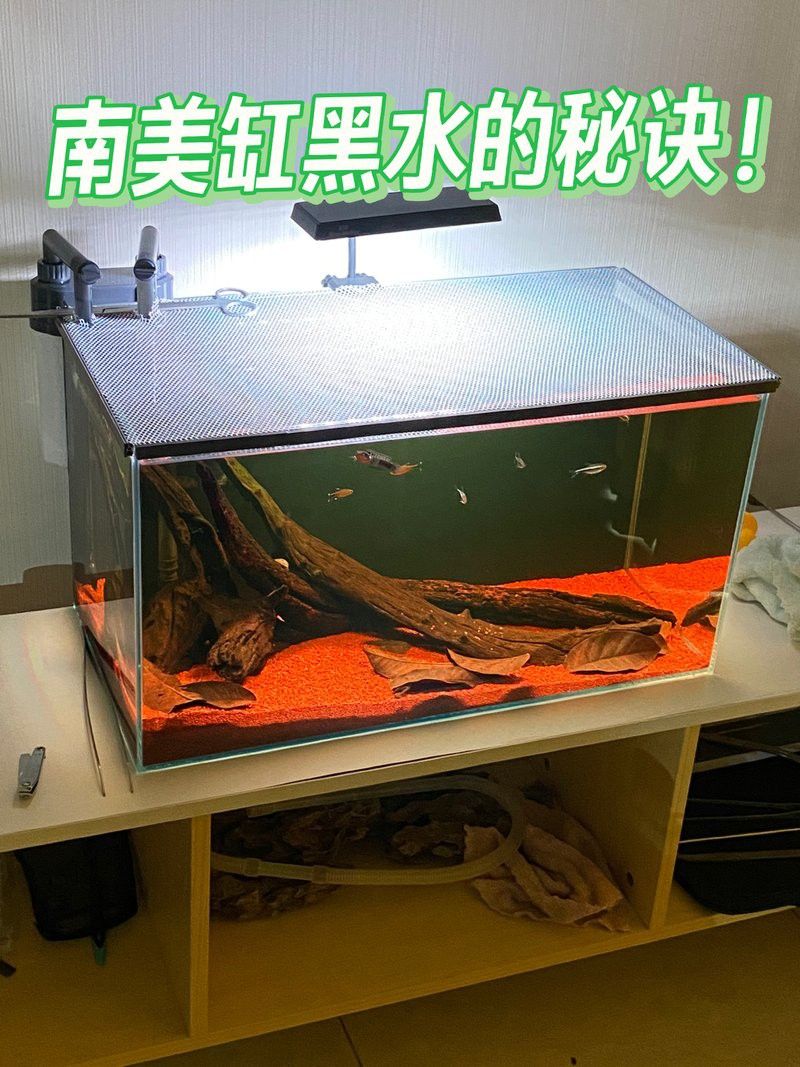 雷龍魚混養需要多大的魚缸？