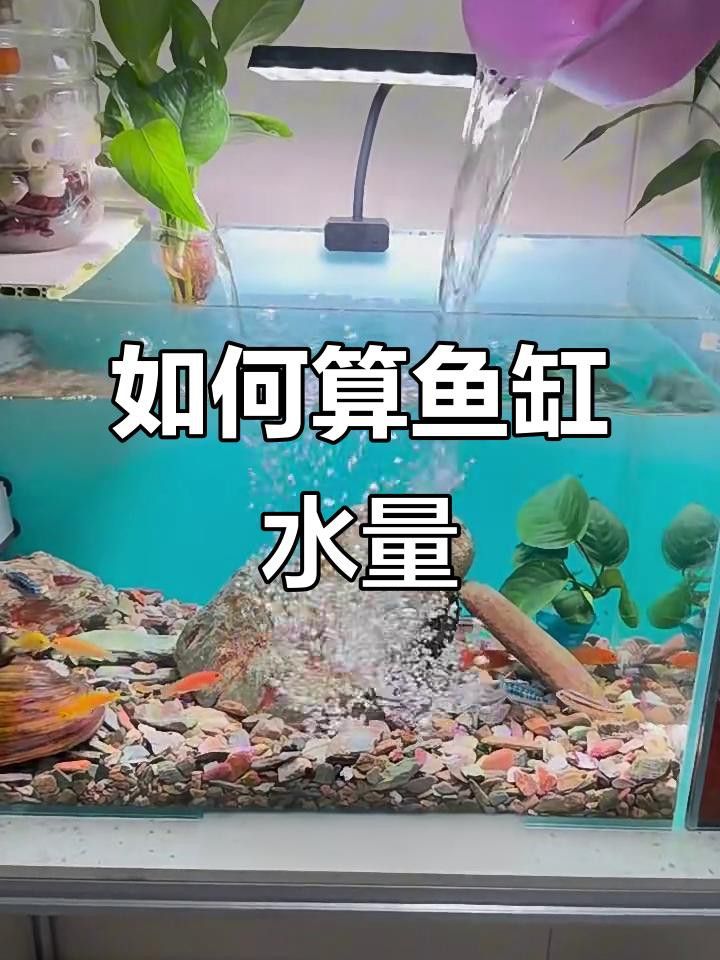 雷龍魚混養需要多大的魚缸？