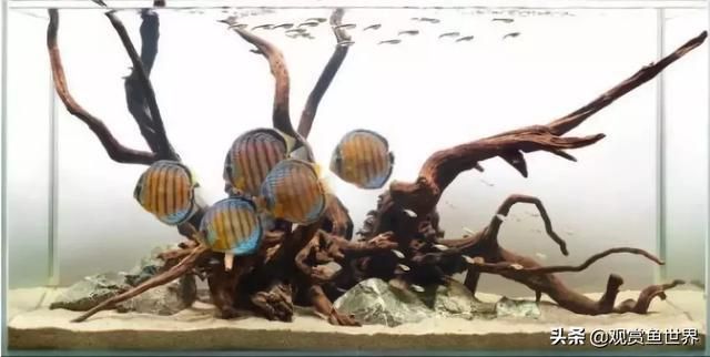 七彩龍魚怎么養
