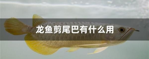 雷龍魚繁殖前后營養需求：雷龍魚在繁殖前后水質管理技巧，雷龍魚繁殖期維生素補充