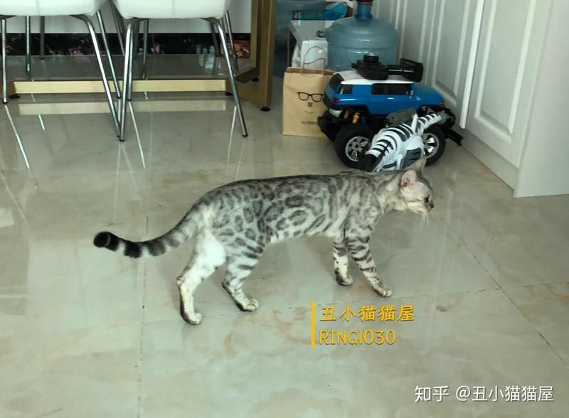 龍貓和貓哪個更適合初學者？