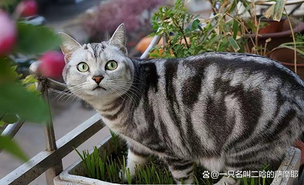 龍貓和貓哪個更適合初學者？