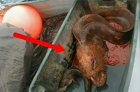 龍魚的故事：關于龍魚的一些故事和背景信息