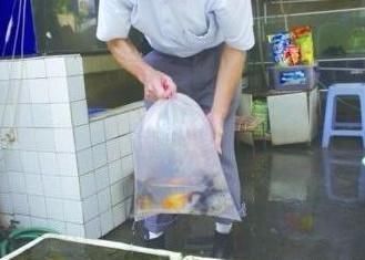 龍魚怎么打包發貨快一點：龍魚打包發貨注意事項