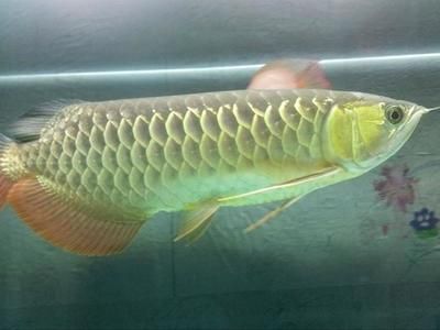 60厘米金龍魚(yú)價(jià)格（60厘米的金龍魚(yú)價(jià)格大概多少錢(qián)一只金龍魚(yú)賣(mài)多少錢(qián)）