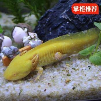 八爪恐龍魚養吉利嗎（八爪恐龍魚養吉利嗎360問答八爪恐龍魚養吉利嗎）