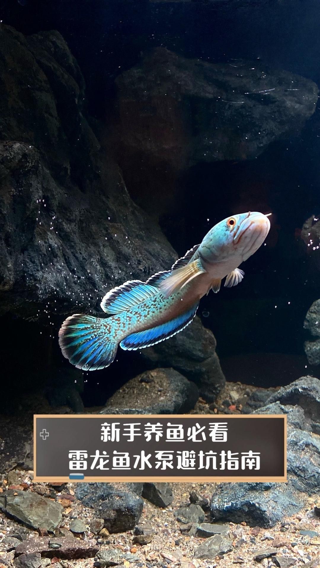 如何選擇適合龍魚的水泵？