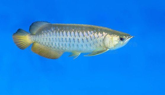 有沒有動態(tài)高清龍魚缸壁紙推薦？