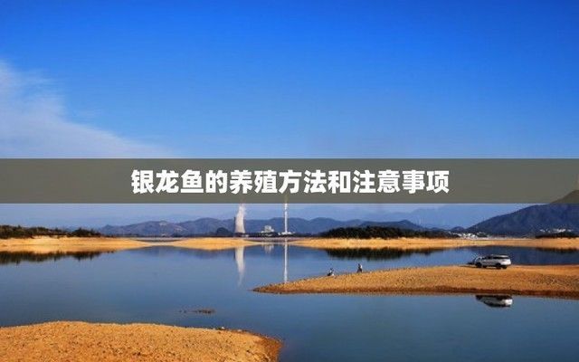 銀龍魚苗隔離觀察步驟：如何判斷銀龍魚苗健康狀況，銀龍魚苗常見疾病的預防方法