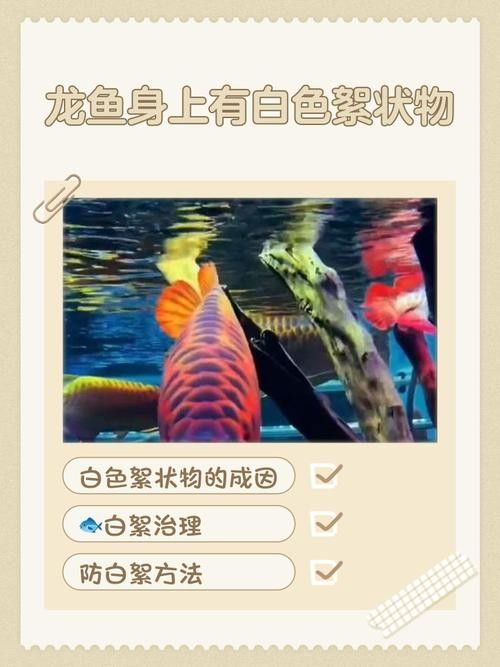 龍魚瘋狂撞缸體內寄生蟲圖片