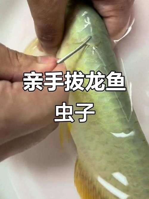 龍魚瘋狂撞缸體內寄生蟲圖片