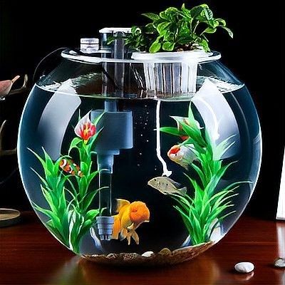 龍魚死亡后，如何徹底清洗魚缸？