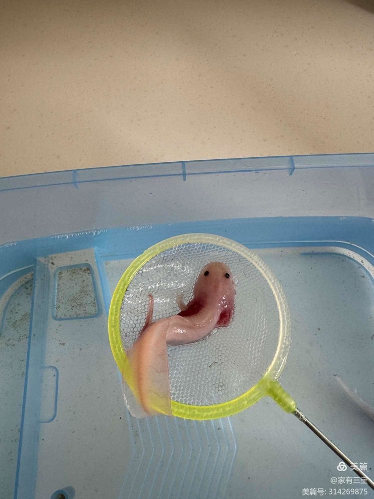 六角龍魚好養活嗎