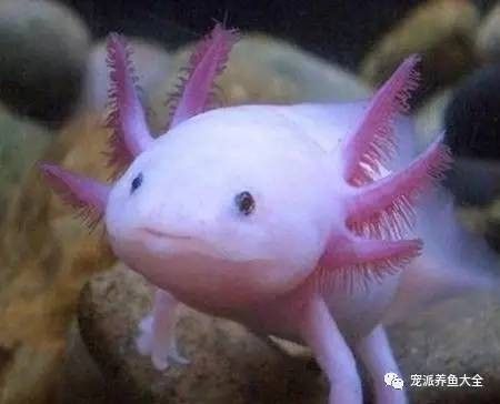 六角龍魚好養活嗎