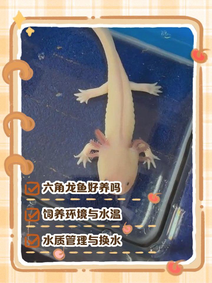 六角龍魚好養活嗎