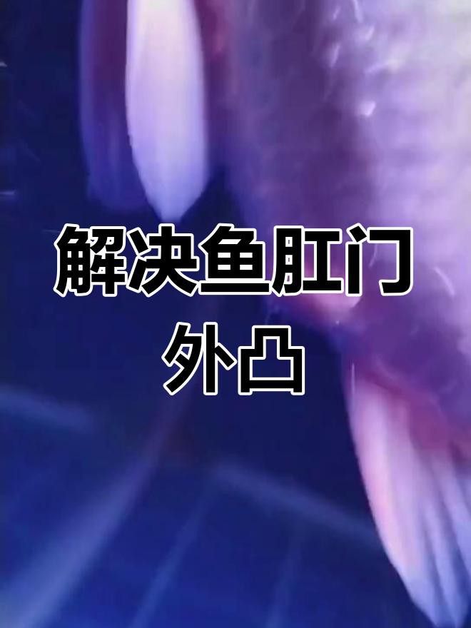 如何預防龍魚肛門鼓起