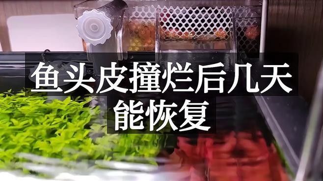 龍魚頭部撞傷后多久會開始恢復？