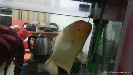 龍魚 論壇:fish8000水族論壇龍魚討論專版特色觀賞魚技術版塊專 龍魚百科 第2張 龍魚 論壇:fish8000水族論壇龍魚討論專版特色觀賞魚技術版塊專 龍魚 論壇:fish8000水族論壇龍魚討論專版特色觀賞魚技術版塊專 龍魚百科 第2張