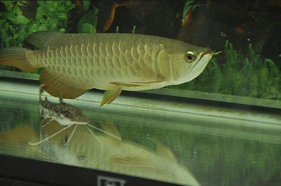 龍魚豎著是不是死了（龍魚豎著是否代表已經死亡）