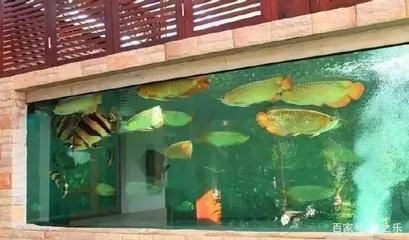 一條龍魚搭配一條虎魚好嗎（一條龍魚搭配一條虎魚在風水上被認為是吉祥的）