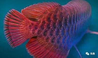 龍魚一個月不換水會怎么樣：龍魚一個月不換水會怎么樣，