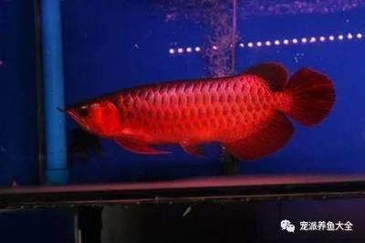 龍魚一個月不換水會怎么樣：龍魚一個月不換水會怎么樣，