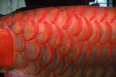 紅龍魚鱗底怎么看：紅龍魚鱗底的顏色和特征