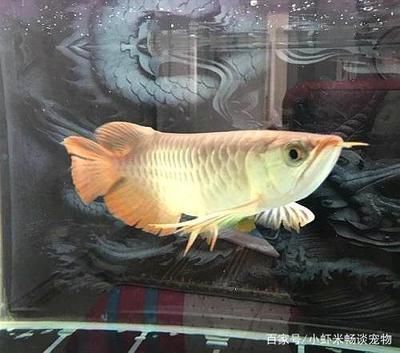 養龍魚的人是什么樣的人？：養龍魚的人的性格特征
