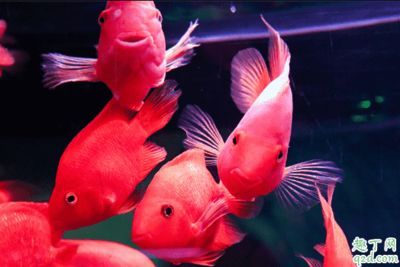 龍魚招財混養(yǎng)好嗎：龍魚和招財混養(yǎng)好嗎