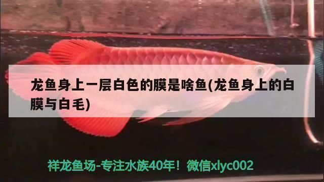 龍魚身上的白膜與白毛:龍魚白膜與白毛的成因及處理方法 龍魚百科 第1張 龍魚身上的白膜與白毛:龍魚白膜與白毛的成因及處理方法 龍魚身上的白膜與白毛:龍魚白膜與白毛的成因及處理方法 龍魚百科 第1張