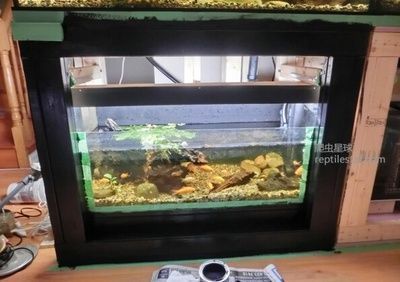 龍魚缸改龜缸好不好用：龍魚缸改造龜缸的注意事項