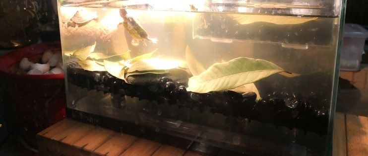 龍魚缸改龜缸好不好用：龍魚缸改造龜缸的注意事項
