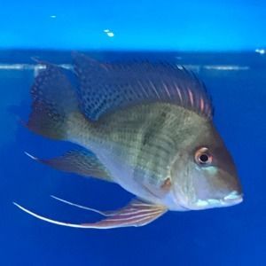 龍魚混養魚最佳搭配（與龍魚混養的魚種選擇）