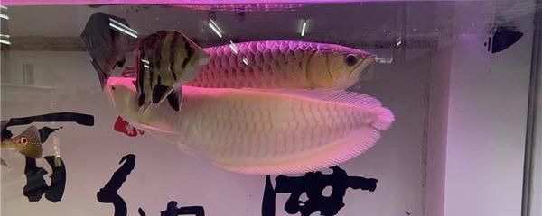 龍魚混養魚最佳搭配（與龍魚混養的魚種選擇）